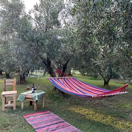 Olive 2 *